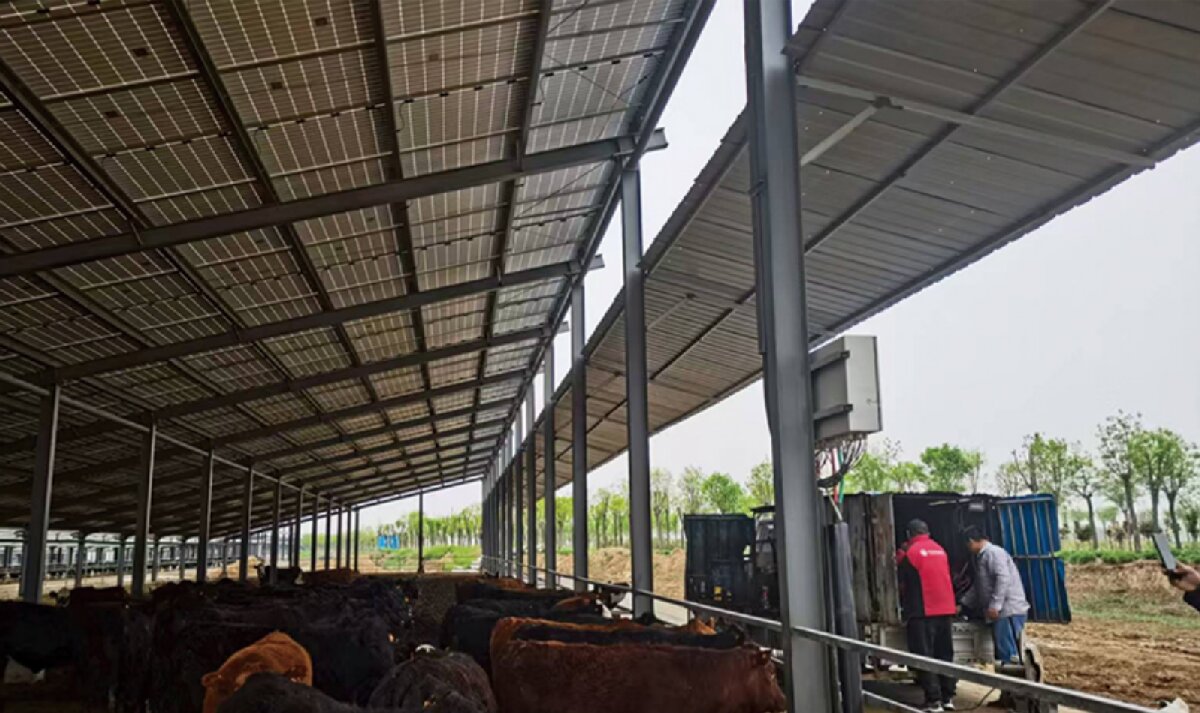 信橋鋼構(gòu)：打卡蒙陰農(nóng)業(yè)溫室大棚、青州黑牛養(yǎng)殖基地！(圖4)